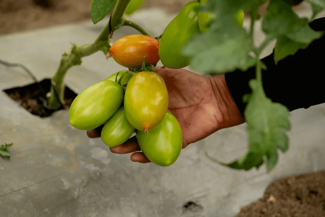 Aleatica impulsa el desarrollo social sostenible2