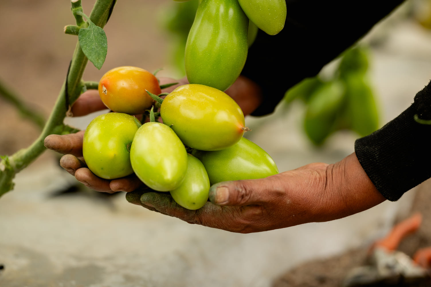 Invernadero ATAT (Aleatica)20250620_0045